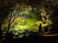 夜を彩る