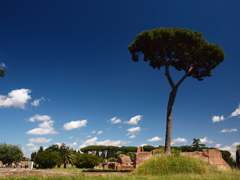 Romaの青空