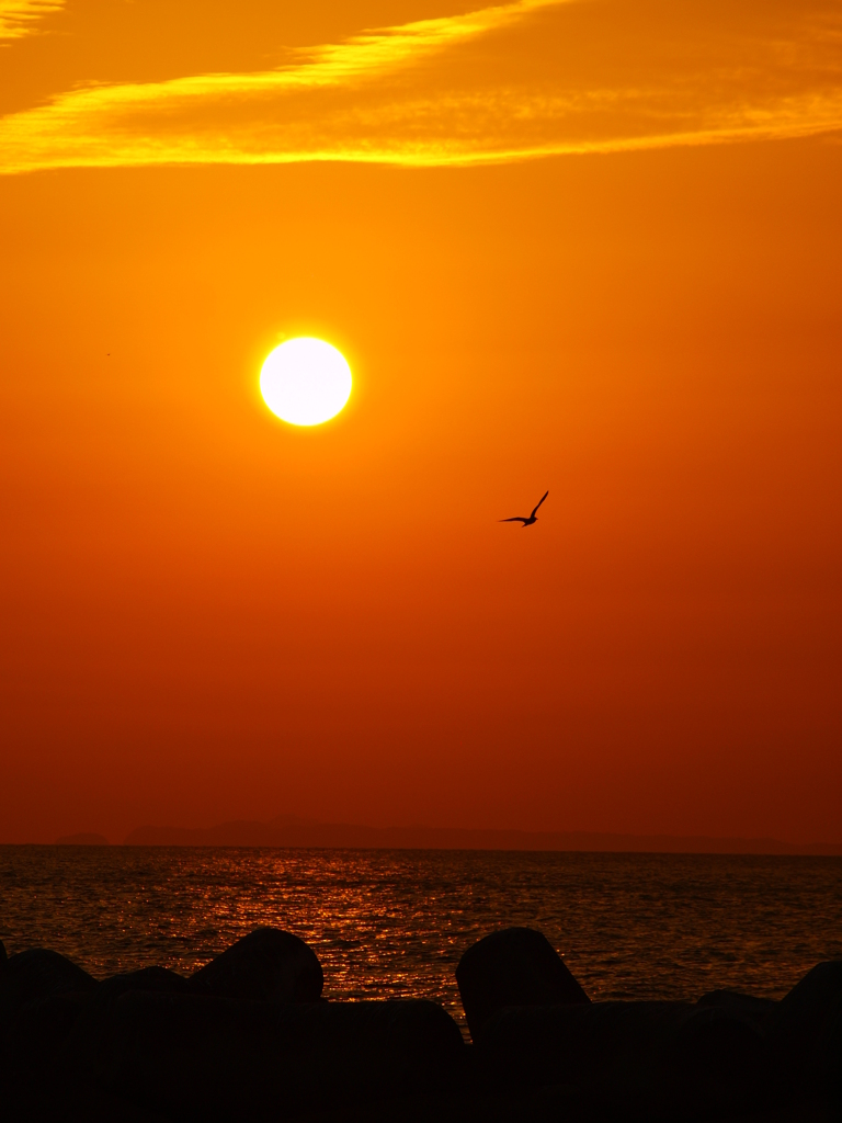 夕鳥