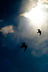 Fly High