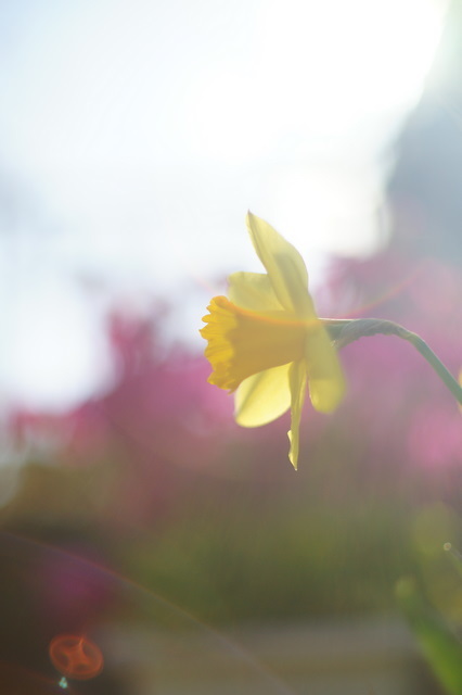 Old Lenses ④
