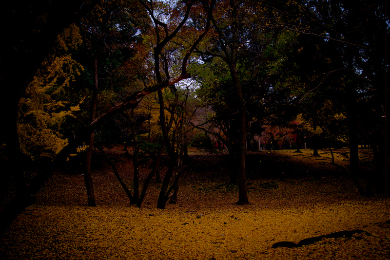 Fallen leaves in Nara -6-