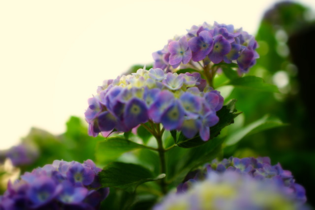 2010紫陽花②