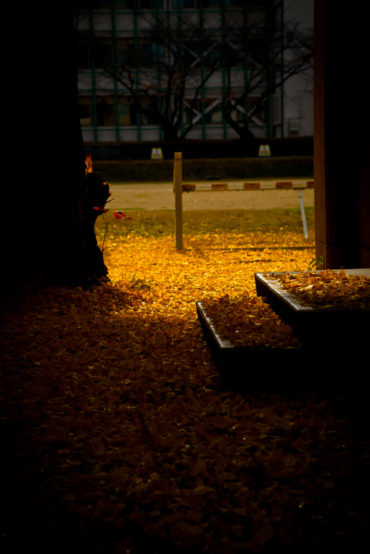 Fallen leaves in Nara -1-