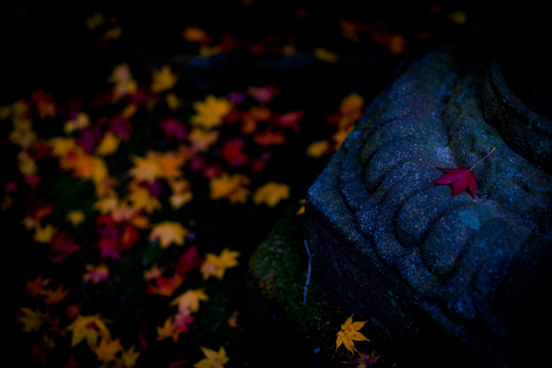 Fallen leaves in Nara -7-