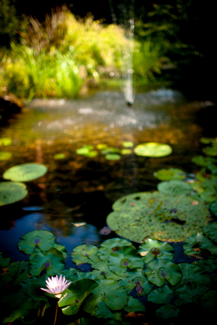 A little lotus