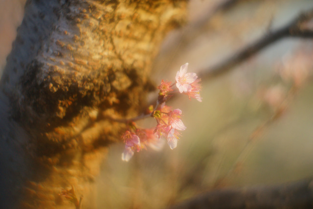 Old Lenses ⑧