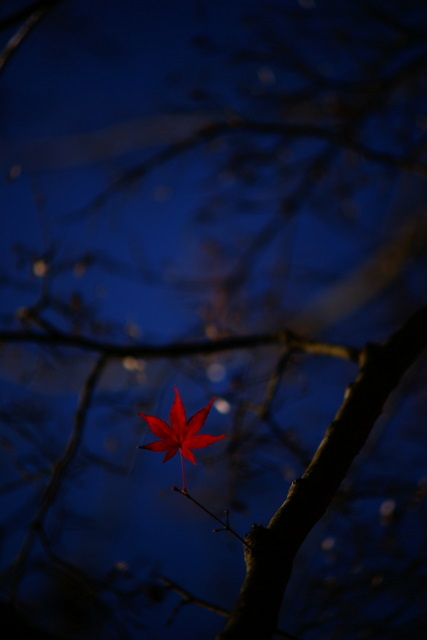 紅葉　神戸市立森林植物園①