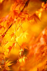 紅葉　神戸市立森林植物園④