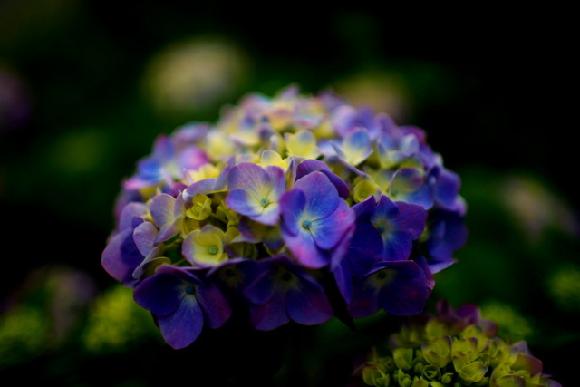 2010紫陽花①