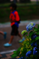 2010紫陽花③
