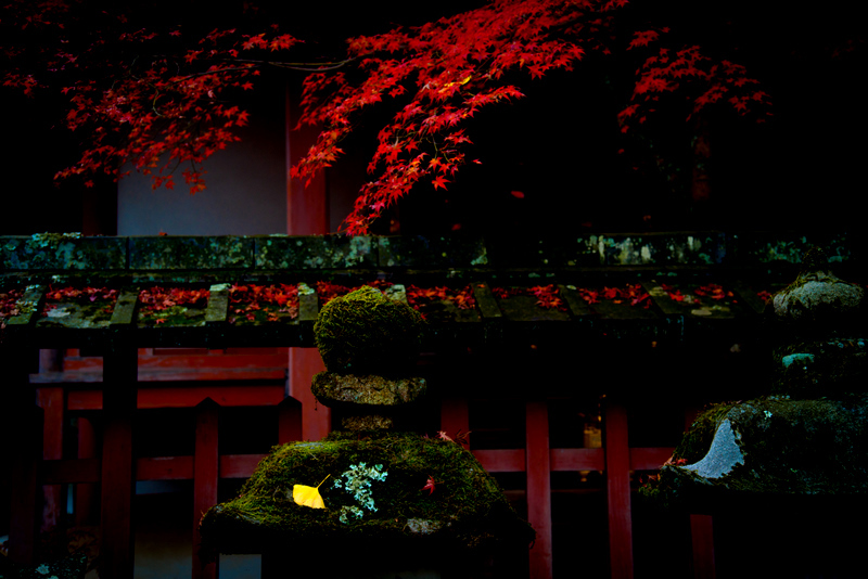 Fallen leaves in Nara -2-