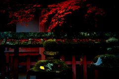 Fallen leaves in Nara -2-