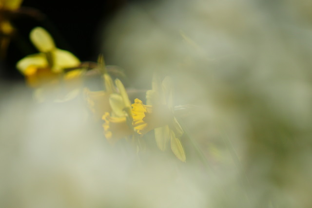 Old Lenses ②