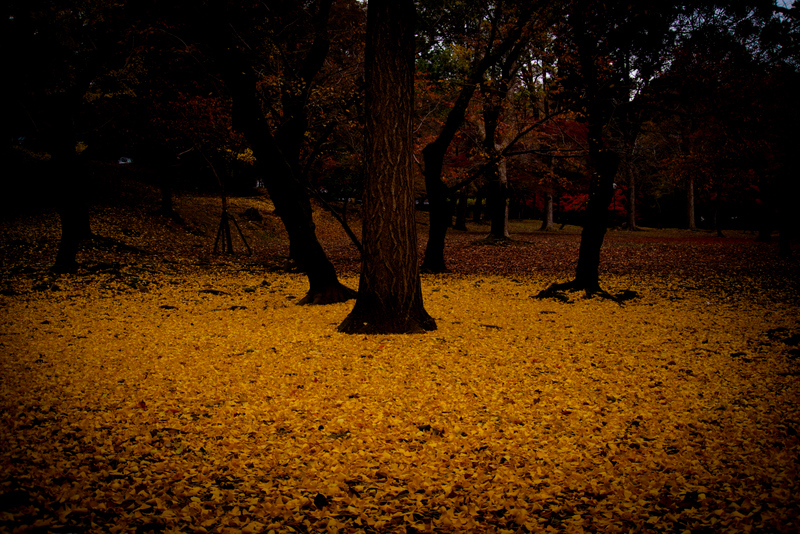 Fallen leaves in Nara -5-