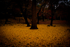 Fallen leaves in Nara -5-