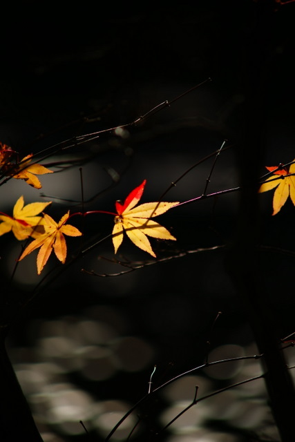紅葉　神戸市立森林植物園⑤