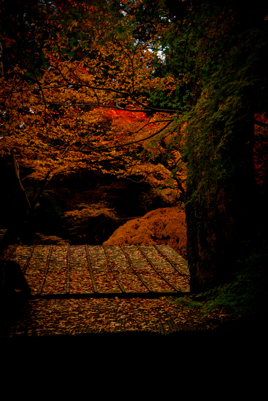Fallen leaves in Nara -3-
