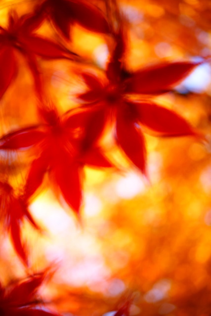 紅葉　神戸市立森林植物園⑤