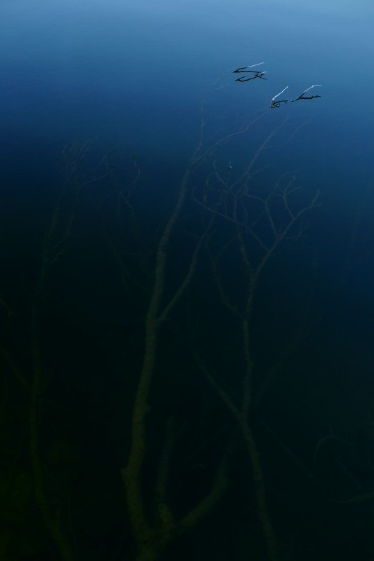 氷枝の一角