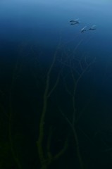 氷枝の一角