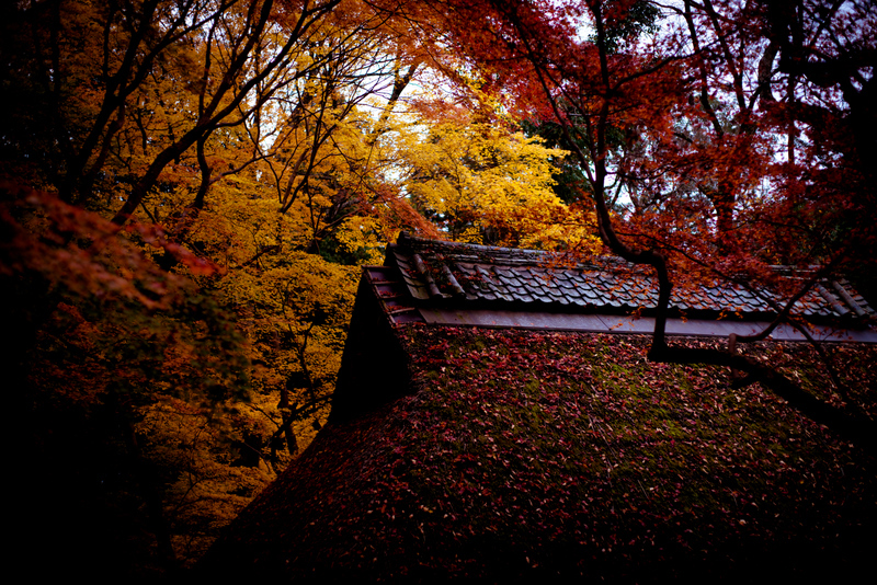 Fallen leaves in Nara -8-