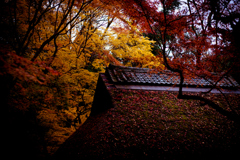 Fallen leaves in Nara -8-