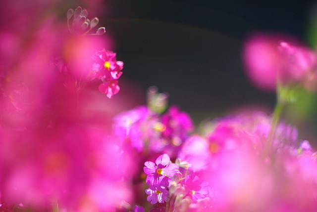 Old Lenses ⑤
