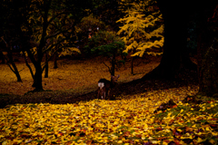 Fallen leaves in Nara -4-