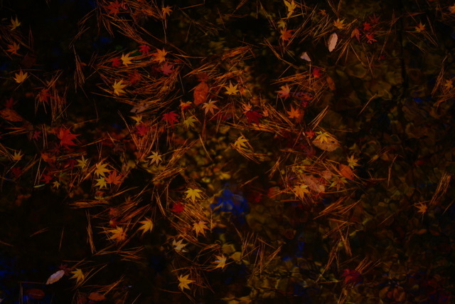 紅葉　神戸市立森林植物園②