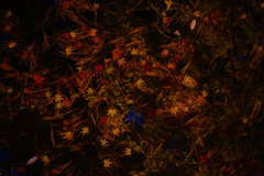 紅葉　神戸市立森林植物園②