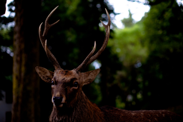 Deer in Nara