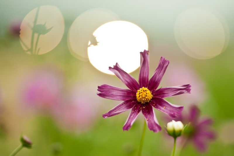 Pink cosmos