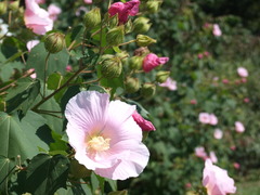 芙蓉　群生