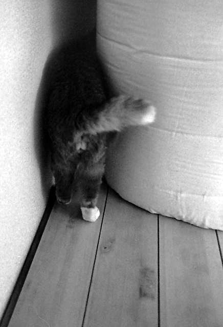 狭い狭い♪　シロ