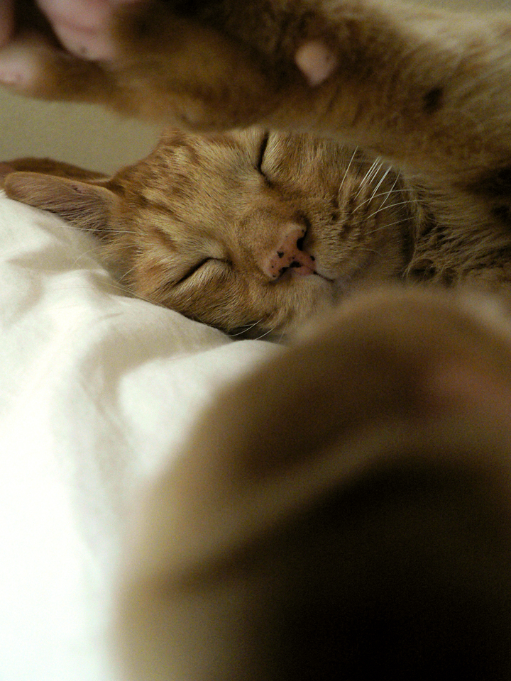 ＺZz...　トラ