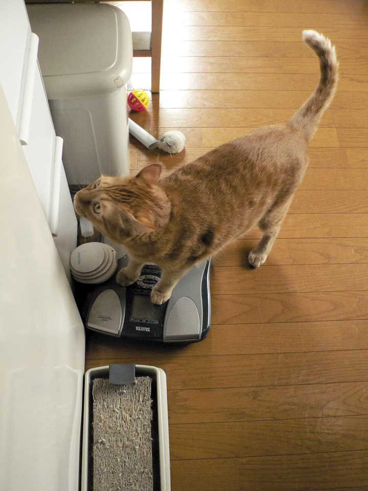食料庫発見～　トラ