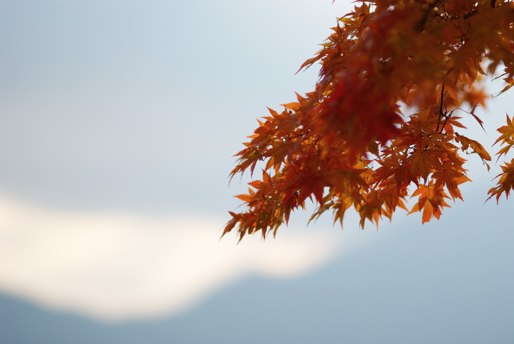 紅葉の名残り