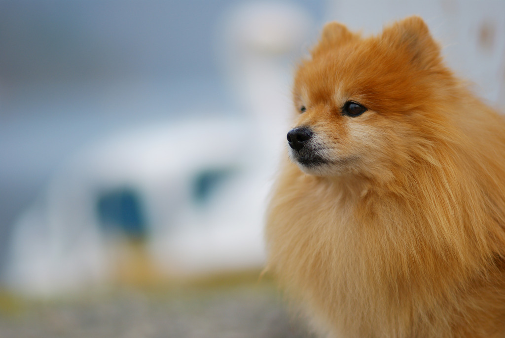 中禅寺湖の狛犬