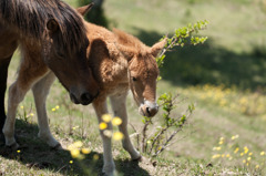 お馬の親子1