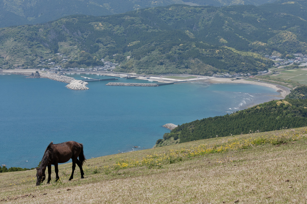 お馬さんと海