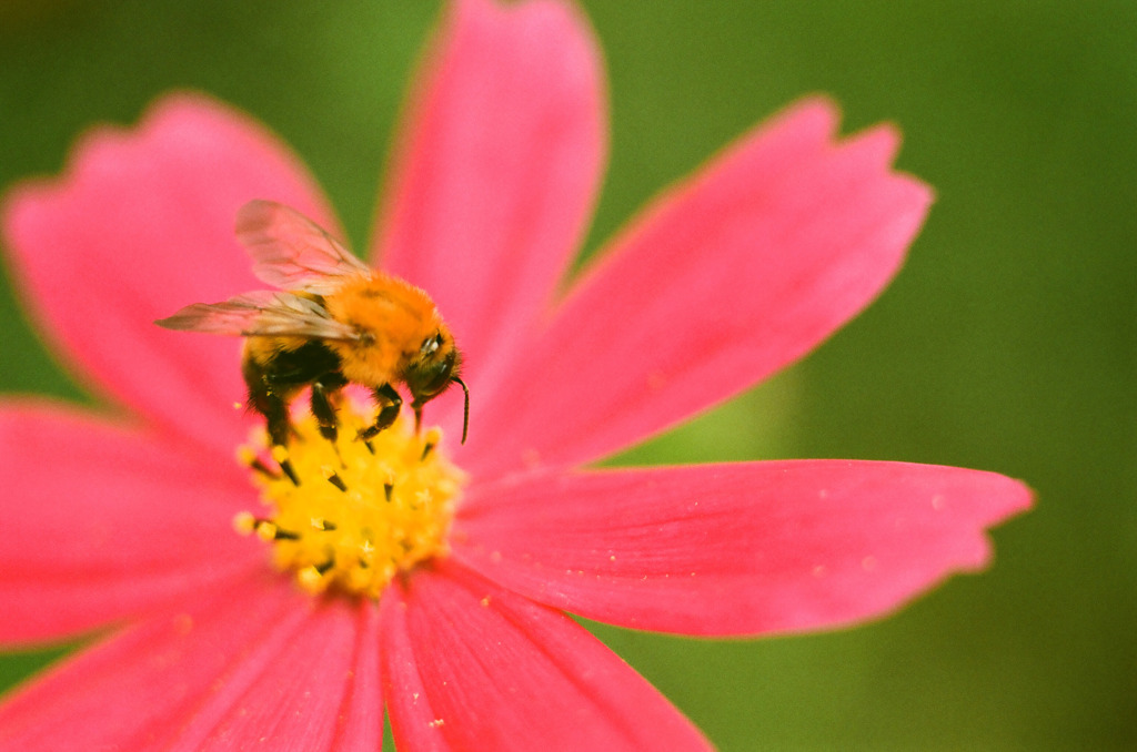 DANCING ON THE FLOWER