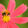 DANCING ON THE FLOWER