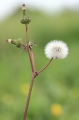 春のお花その３