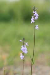 春のお花その２