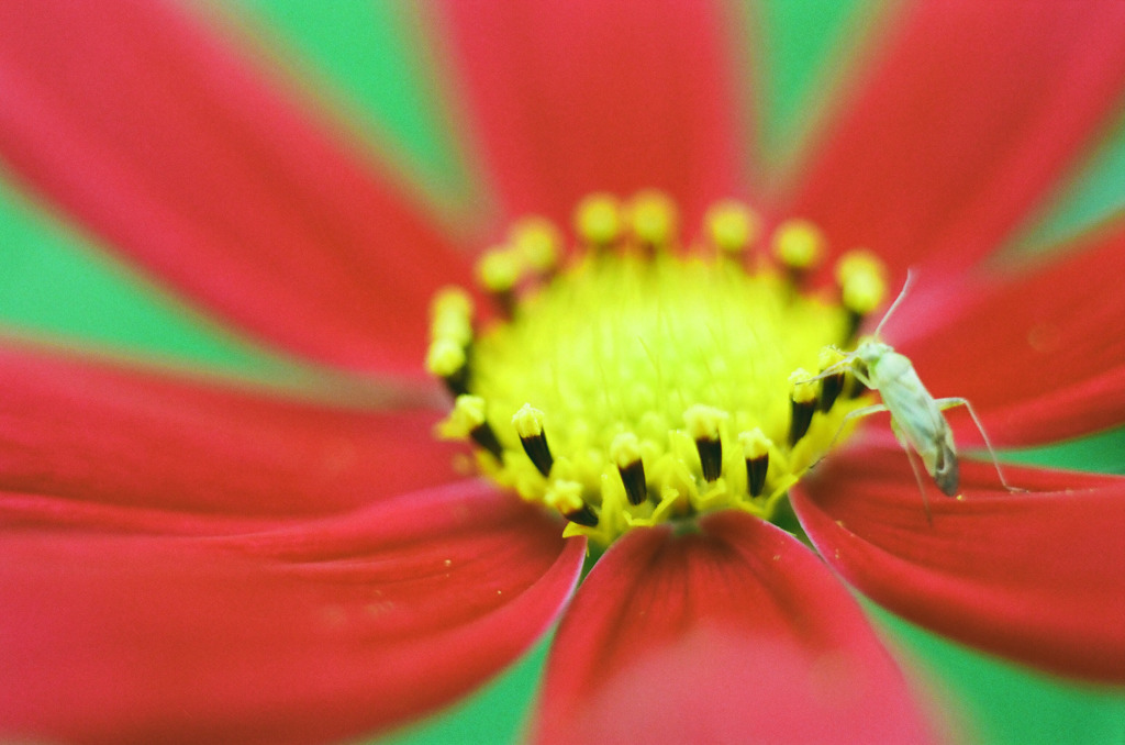 Red,Yellow and Green