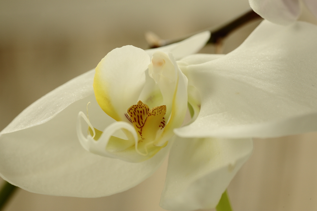 らんらららん２