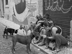dogs on a  Lisbon street