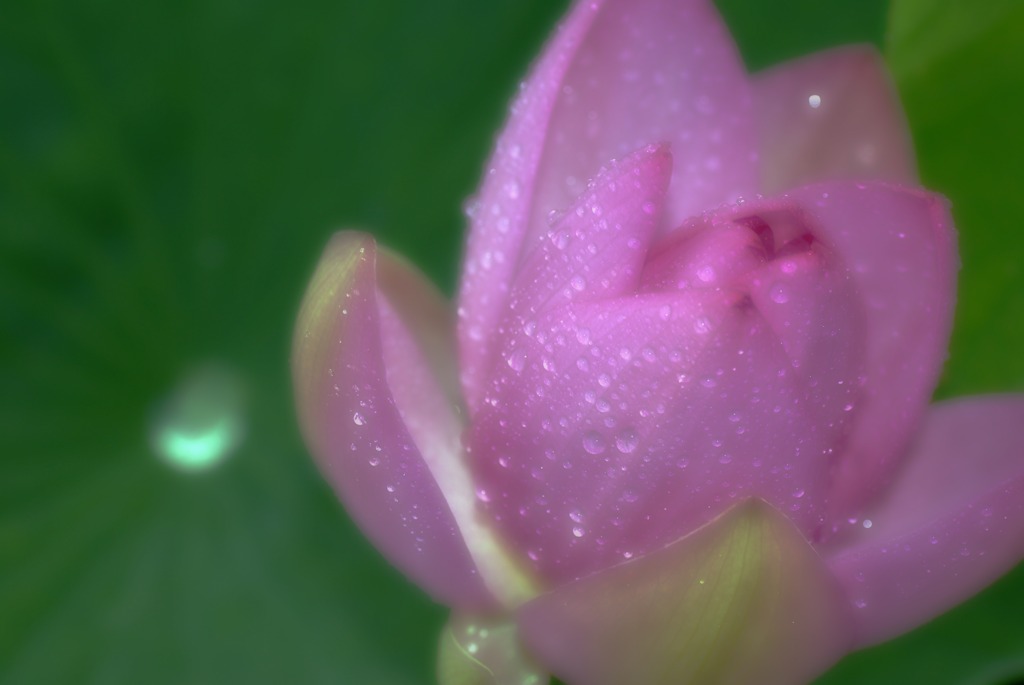 梅雨に咲く