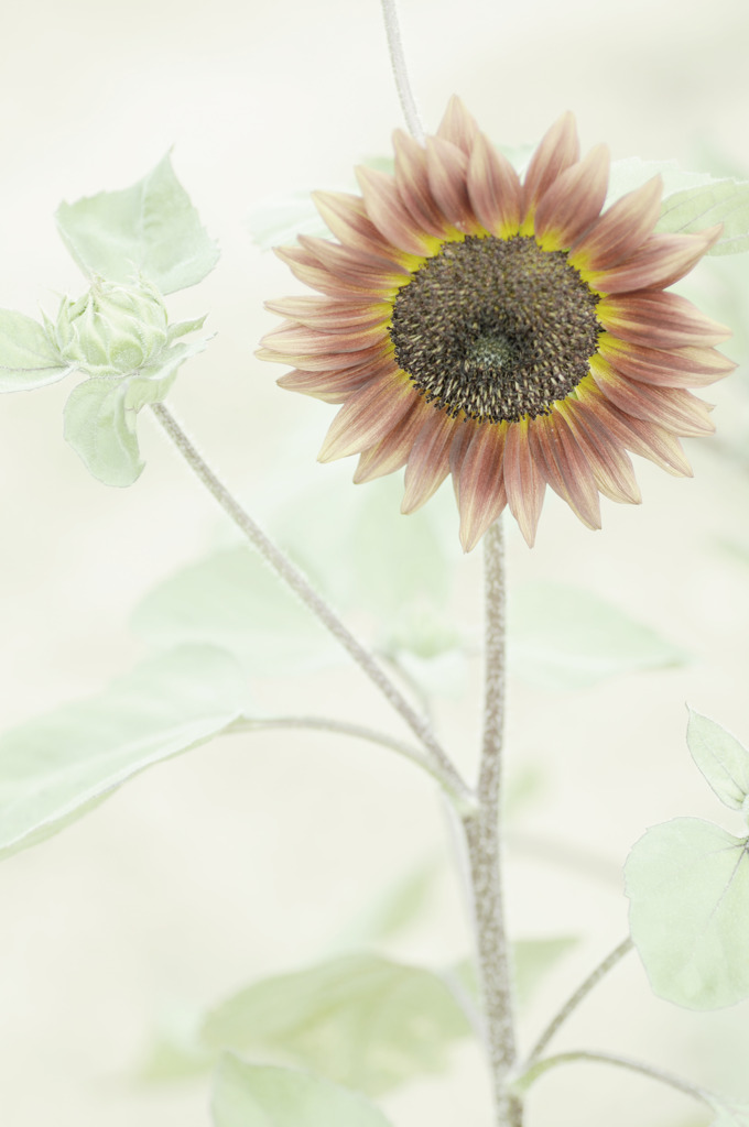Blood sunflower